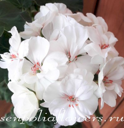 Пеларгония PAC Viva Maleleine