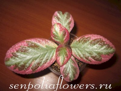 Эписция акварельная Pink Satin