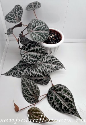 Перец шафранный крокатум Piper crocatum frost bite