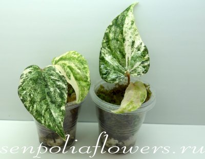 Перец декоративный лесной вариегатный Piper silvaticum var