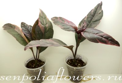 Псевдоэрантемум Каррутерса тёмно-багряный (Pseuderanthemum Carruthersii Atropurpureum)