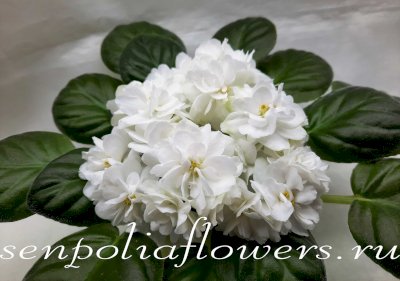 Фиалка Pure Serenity (P.Sorano/LLG) 2013г