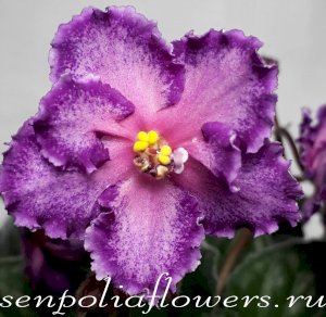 Фиалка RD's Illusion