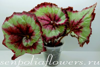 Бегония Raspberry Breeze