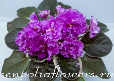 Фиалка Rebel's Restless Heart  (Bann)