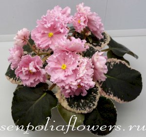 Фиалка Rebel's Two Cents (R.Bann)