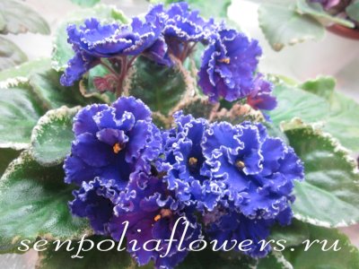 фиалка Rebel's Valiant