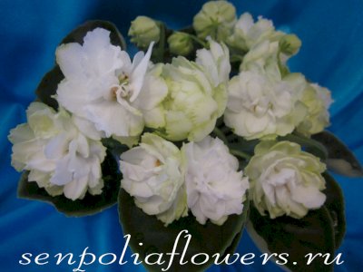 фиалка Reflections of Spring (green sport)