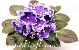 Фиалка Reigning Beauty 