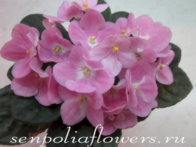 Фиалка Rhapsodie Rosalie