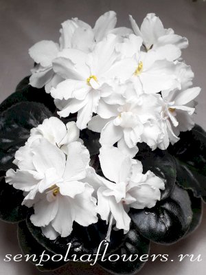 фиалка Rhapsody in White