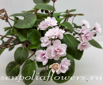 Фиалка Rob's Vanilla Trail