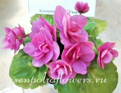 фиалка Rococo Rose