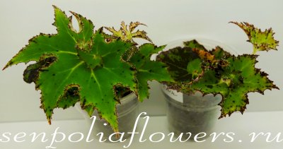 Бегония Sea Urchin