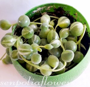 Крестовник Роули вариегатный Seneсio rowleyanus variegata