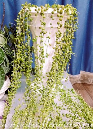 Крестовник Роули Seneсio rowleyanus 