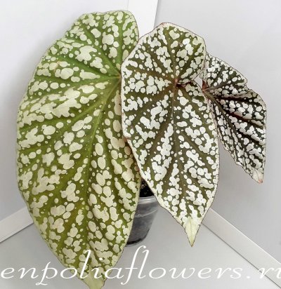 Бегония Snow Cap