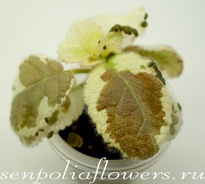 Акварельная Эписция Snow White НОВИНКА 