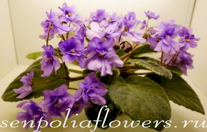 Фиалка Sora Fuzzy Face (B. Werness/R. Bann, 2002)