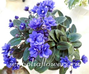 Фиалка Sundawn Trail