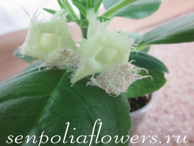 Альсобия  Chiapensis (Chiapas)