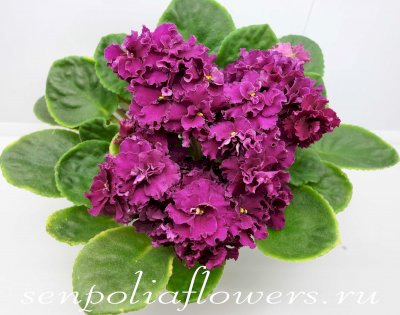 Фиалка АВ-Богема