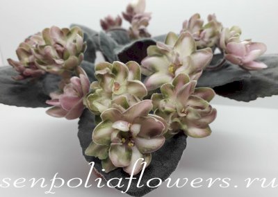 Фиалка АВ-Дикий Хмель ( Фиалковод) 2016г