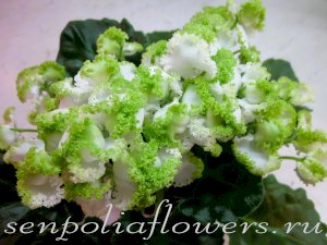 Фиалка АВ-Купидон (Фиалковод) 2014г