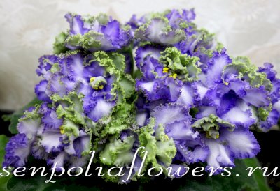 Фиалка АВ-Лягушонок ( Фиалковод)