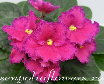 Фиалка АВ-Малиновка (Фиалковод)