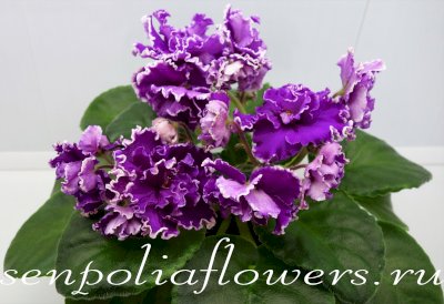 Фиалка АВ-Махровая Петуния (Фиалковод) 2015 г.