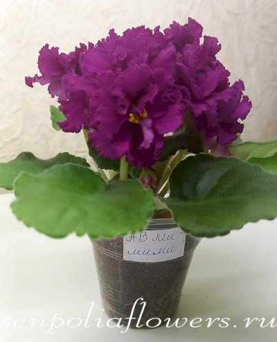 Фиалка АВ-Мимими спорт