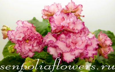 Фиалка АВ-Наташа Ростова спорт (Фиалковод) 2015г