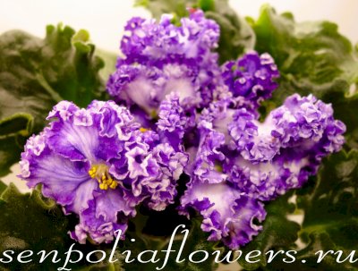 Фиалка АВ-Озёрная Фея ( Фиалковод) 2017г