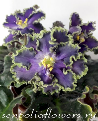 Фиалка АВ-Полёт Валькирий (Фиалковод) 2018г