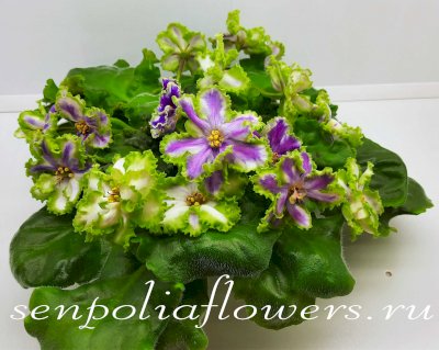 Фиалка АВ-Полёт Валькирий спорт