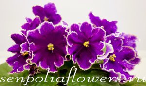 Фиалка АВ-Просто Космос ( Фиалковод) 2019г