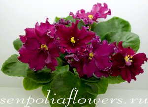 Фиалка АВ-Сердце Матери (Фиалковод)