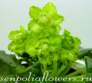 Фиалка АВ-Яванский Мох ( Фиалковод)