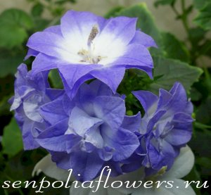 Кампанула Любовник Махровый ( Doublin Bicolor)