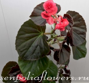 Бегония Вечноцветущая Doublet Red 