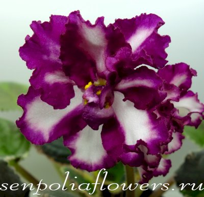 Фиалка ВаТ-Волшебная Сказка ( Валькова Т) 2019г