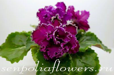 Фиалка ВаТ-Гранатовая Палата (Т.Валькова) 2020г