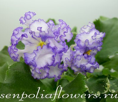 Фиалка ВаТ-Изи Изи спорт