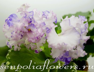 Фиалка ВаТ-Изи Изи (Валькова Т)