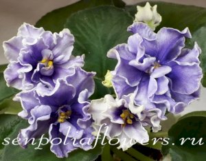 Фиалка Ват-Магическая Маскировка ( новинка 2020г)