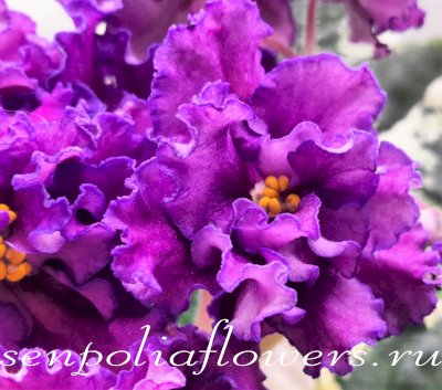 Фиалка ВаТ-Сёрфинг ( Валькова Т )