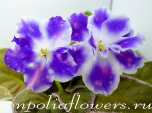 Фиалка ВаТ-Утро (Валькова Т)