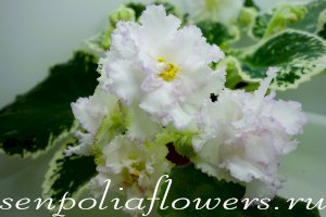 Фиалка ВаТ-Шпиц ( Валькова Т)