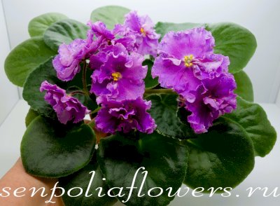 Фиалка ВаТ-Шура Мура спорт (Валькова Т) 2019г